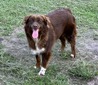 Jolene